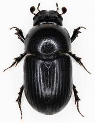 Scarabaeidae