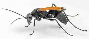 Pompilidae