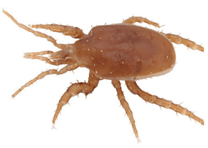 Acari