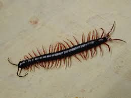 Chilopoda