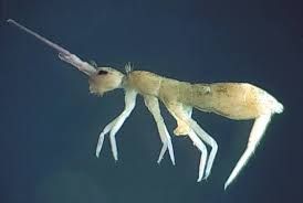 Collembola