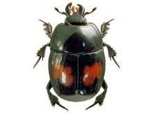 Histeridae