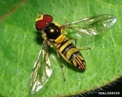 Hoverfly