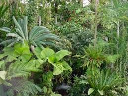 Plants