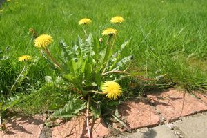 Weeds