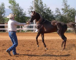 Horse Training