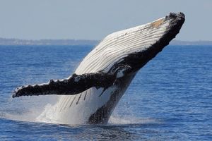 Whales