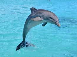 Dolphins