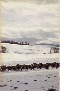Cattle Ranch: The Story of the Douglas Lake Cattle Company