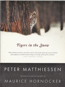 Tigers in the Snow