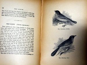 Young Folks Illustrated Book of Birds