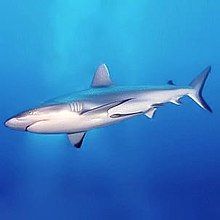 Sharks