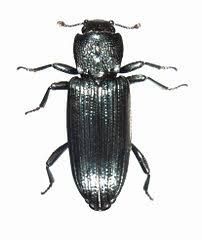 Bothrideridae