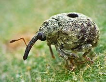 Curculionidae