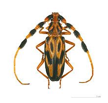 Cerambycidae