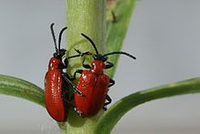 Chrysomelidae
