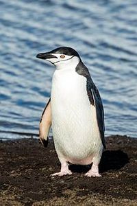 Penguins