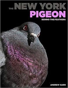 The New York Pigeon: Behind The Feathers
