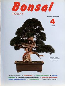 Bonsai today 4
