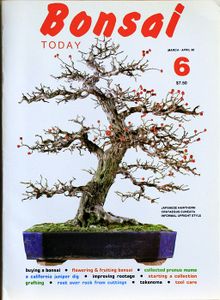 Bonsai today 6