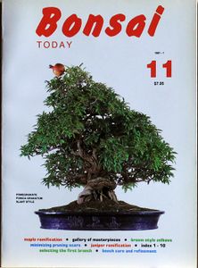 Bonsai today 11