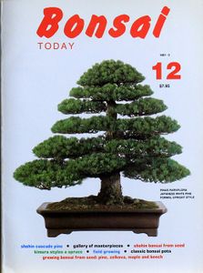 Bonsai today 12