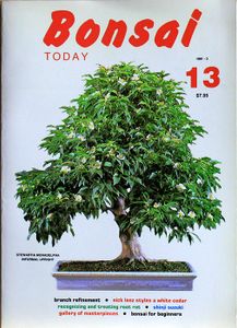Bonsai today 13