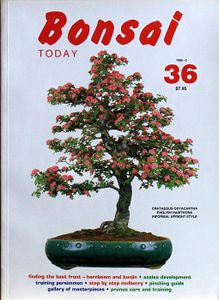 Bonsai today 36
