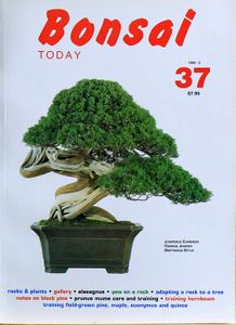Bonsai today 37