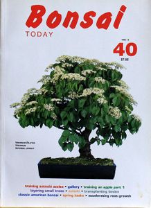 Bonsai today 40