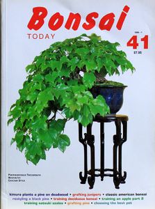 Bonsai today 41