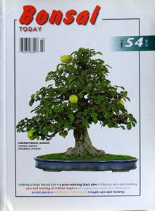 Bonsai today 54
