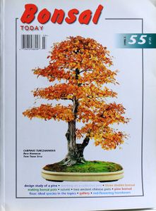 Bonsai today 55