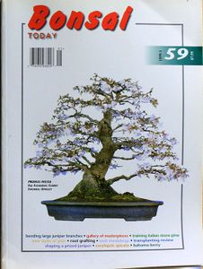 Bonsai today 59