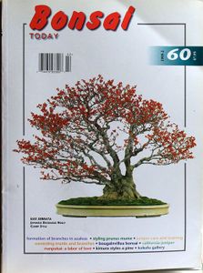 Bonsai today 60