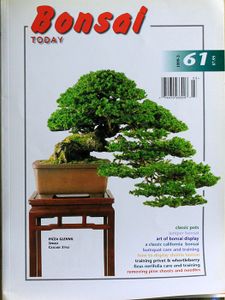 Bonsai today 61
