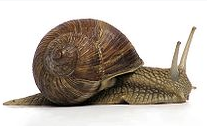 Gastropoda