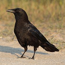 Corvus (2)