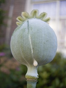 Opium