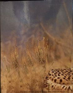 Wild in the City: The Best of ZOONOOZ
