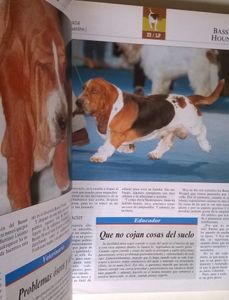 Corazón Canino