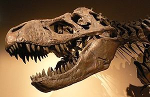 Paleontology