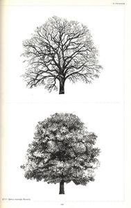 L'Architetture degli Alberi