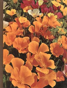 Annuals