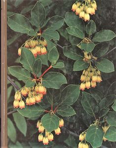 Flowering Shrubs