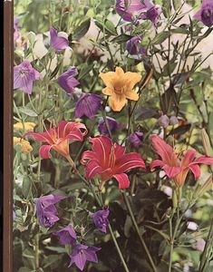 Perennials
