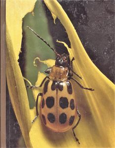Pests and Disease