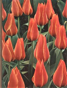 Bulbs