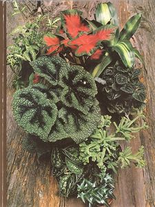 Foliage House Plants