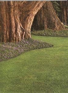 Lawns and Ground Covers